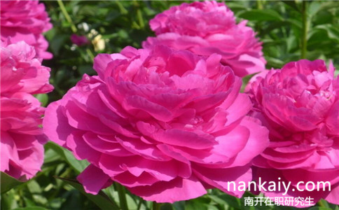 報考南開大學在職研究生有什么要求